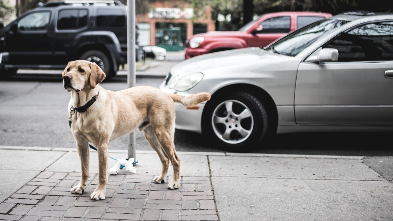 A dog on a lead tied to a pole waiting for its owner. 
