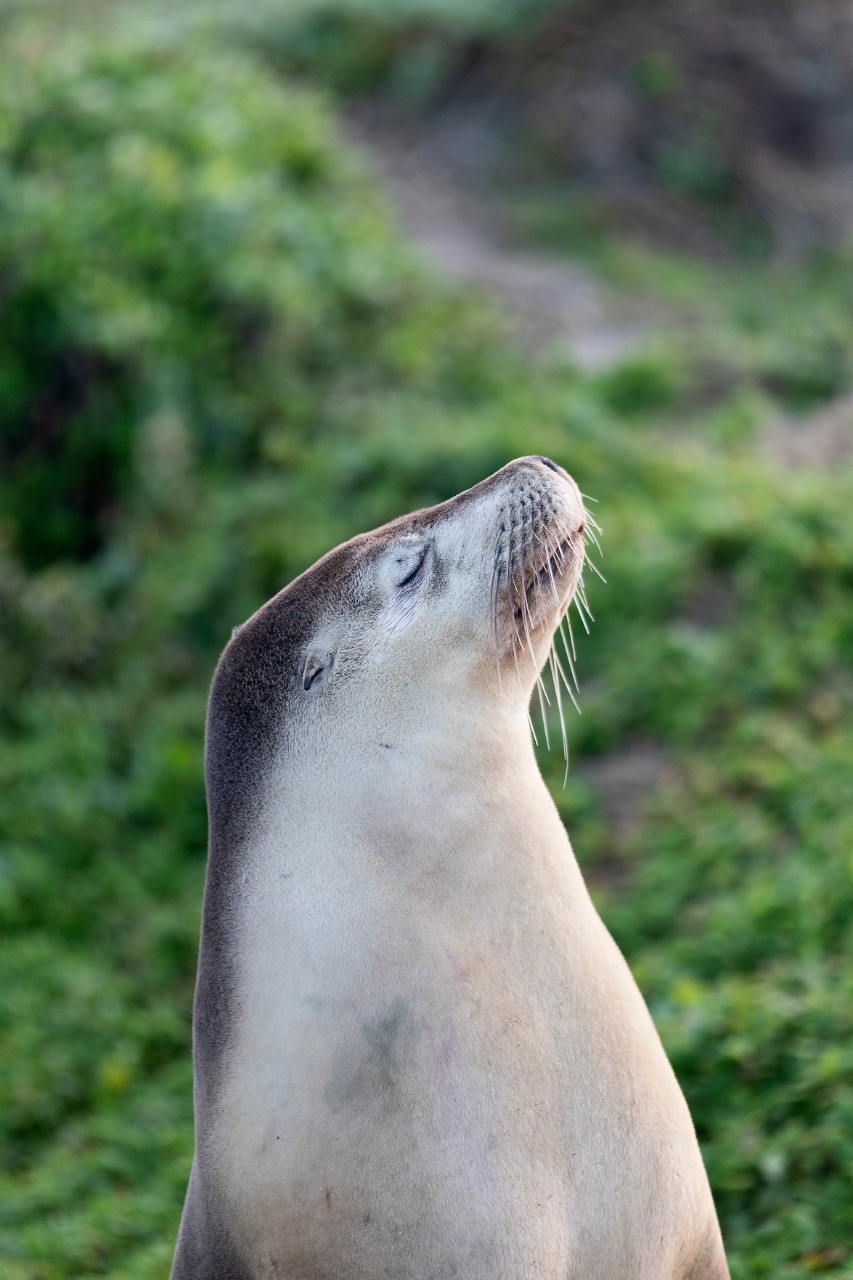 Australian sea lion