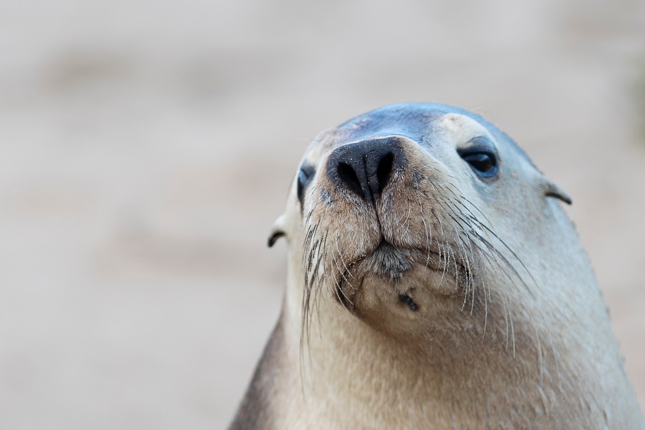 A sea lion at Seal Bay, Kangaroo Island.