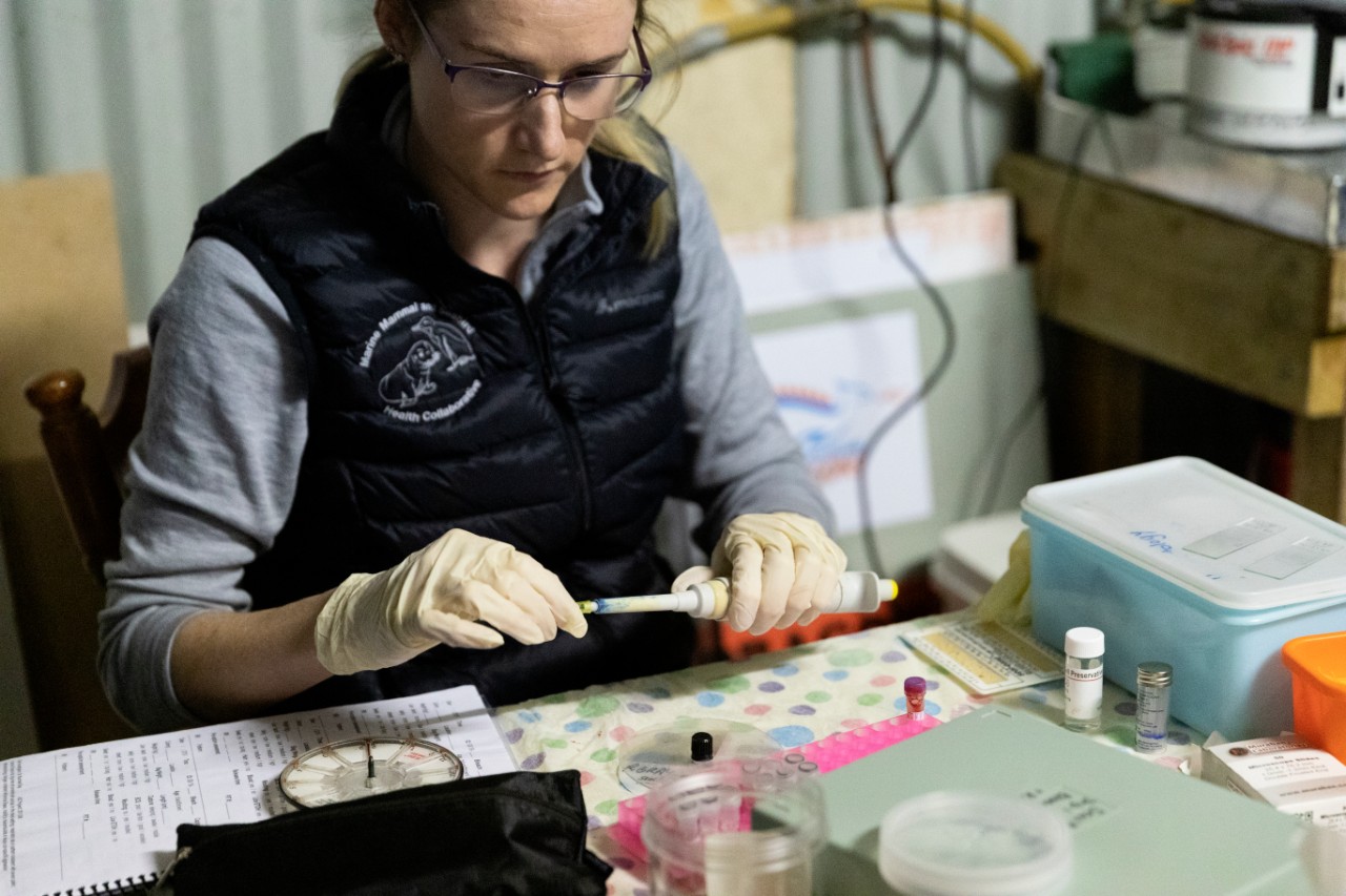 Processing samples from the field at Kangaroo Island.