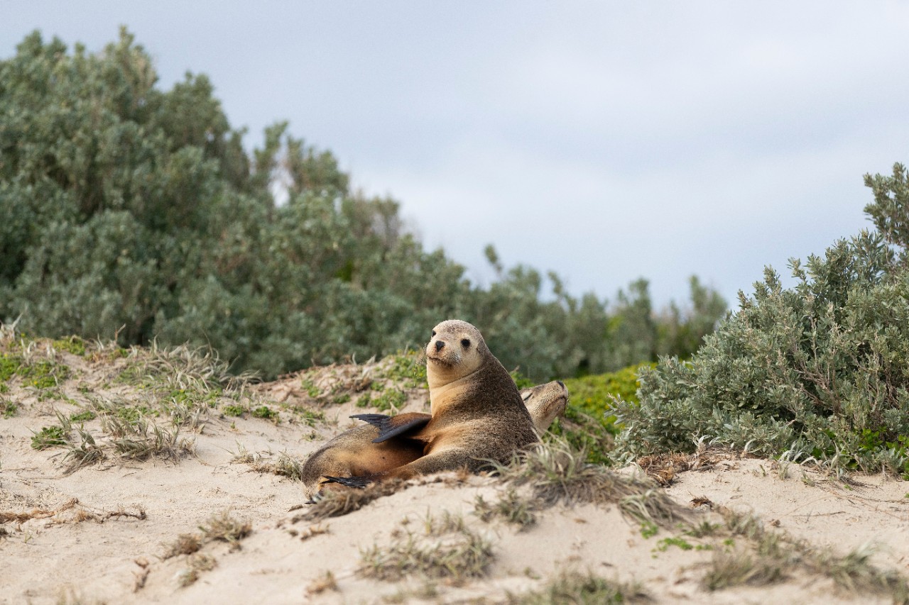 Sea lions lazing about