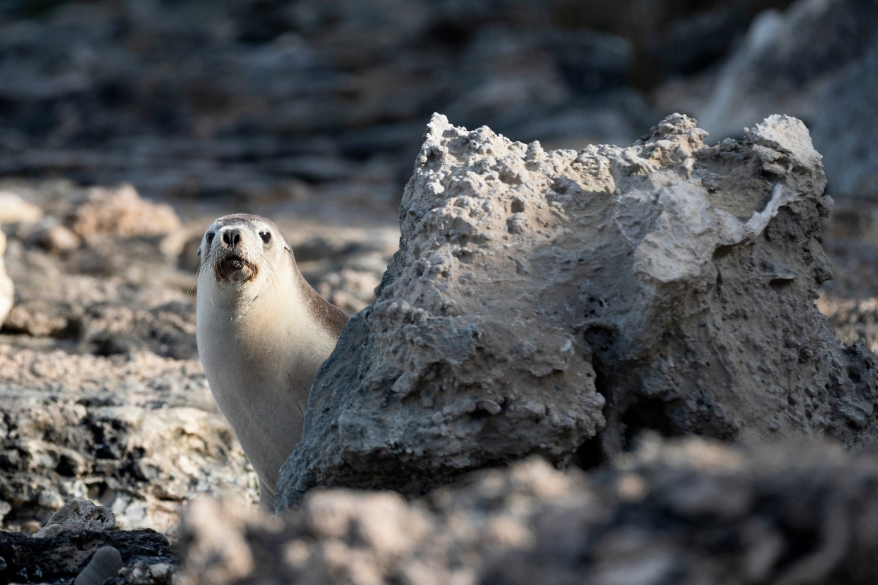 An Australian sea lion.