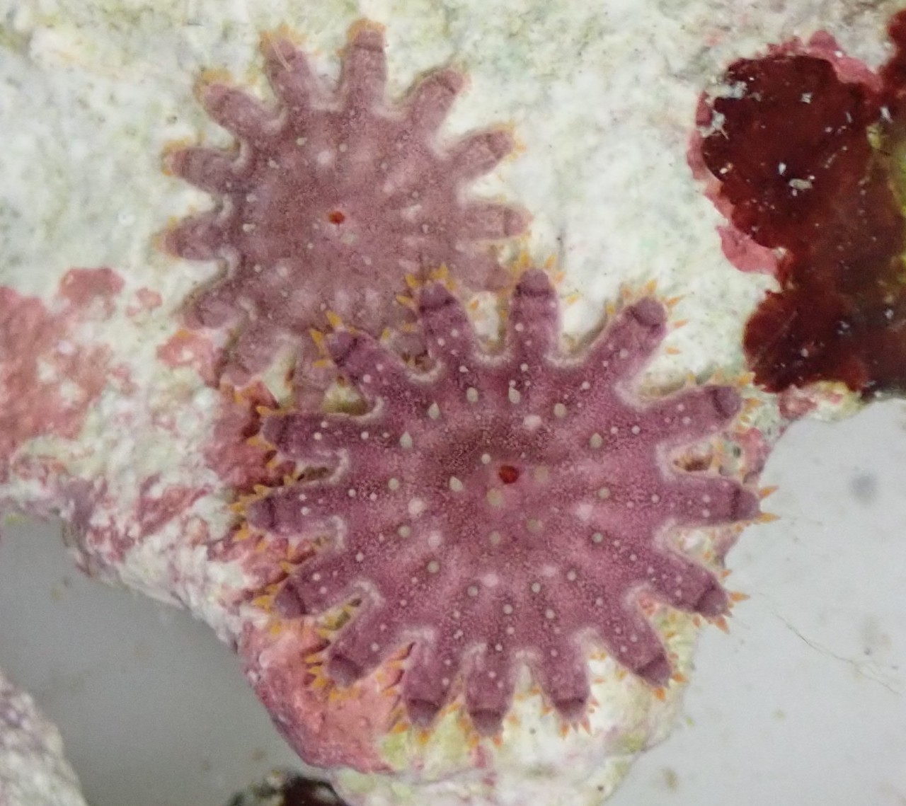 Juvenile crown of thorns starfish.