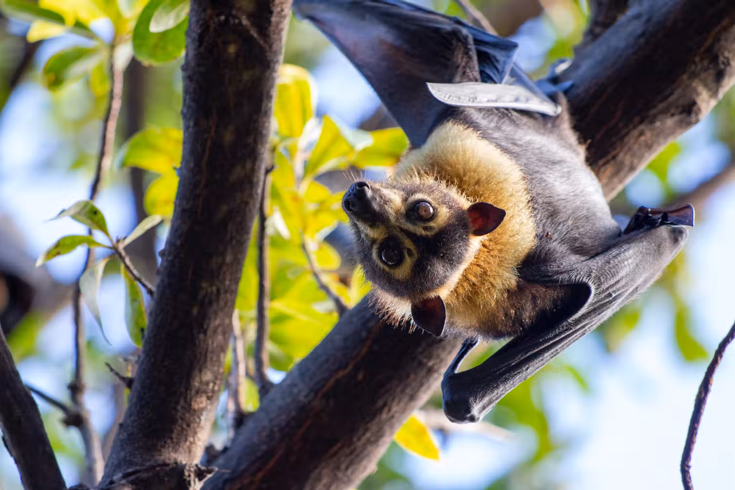 A flying fox