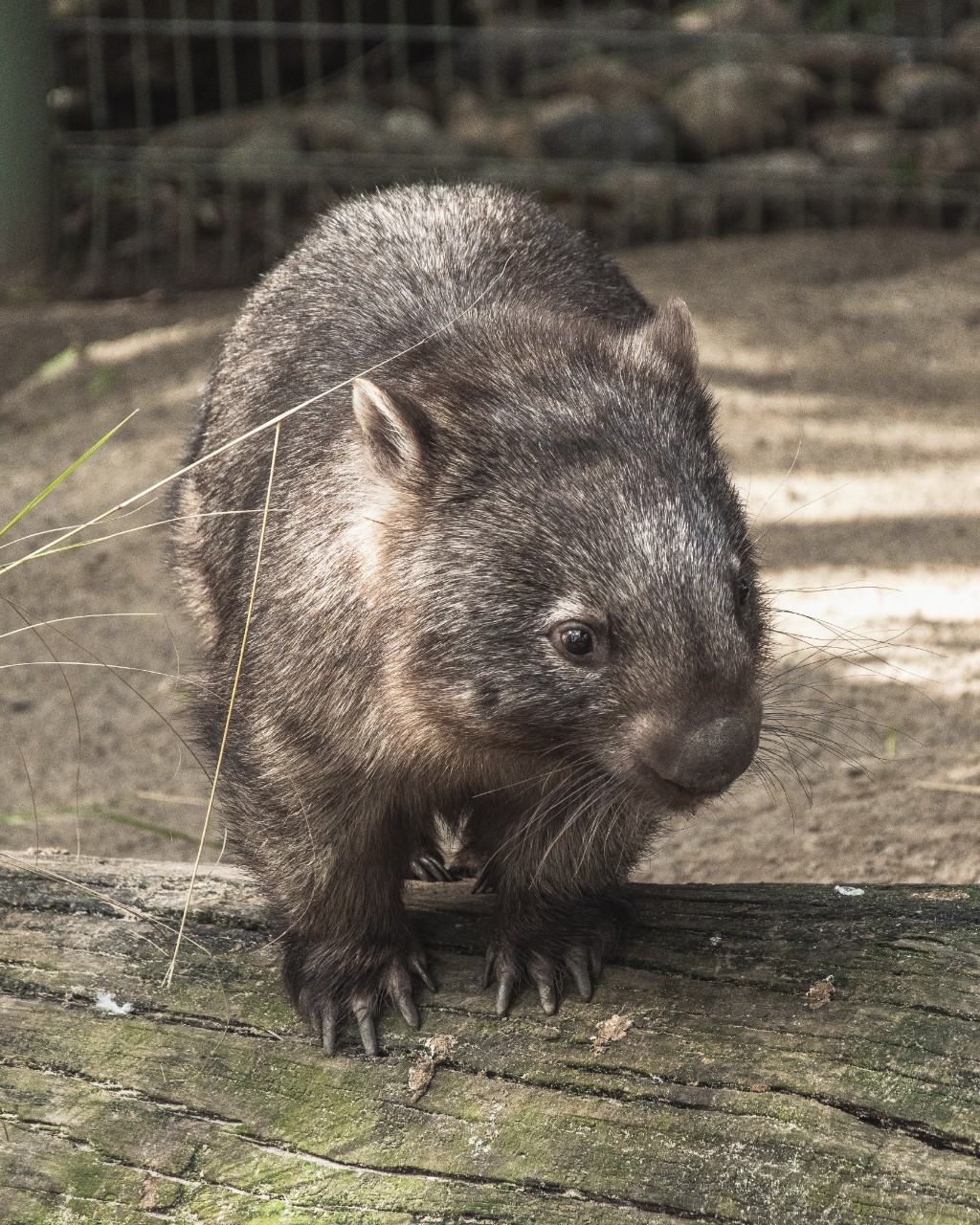 A wombat.
