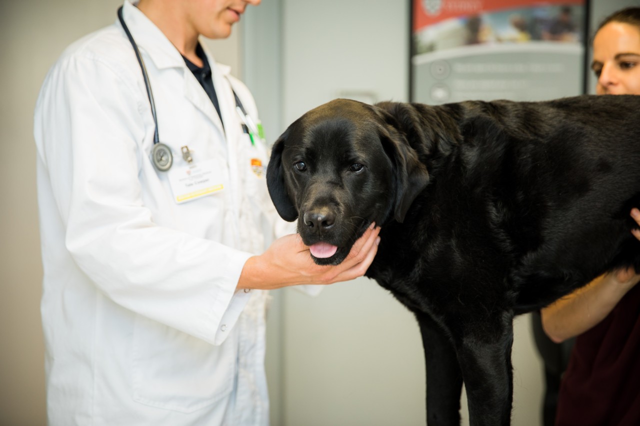 Student assesing a black labrador during a general practice consult while being supervised by a veterinarian.