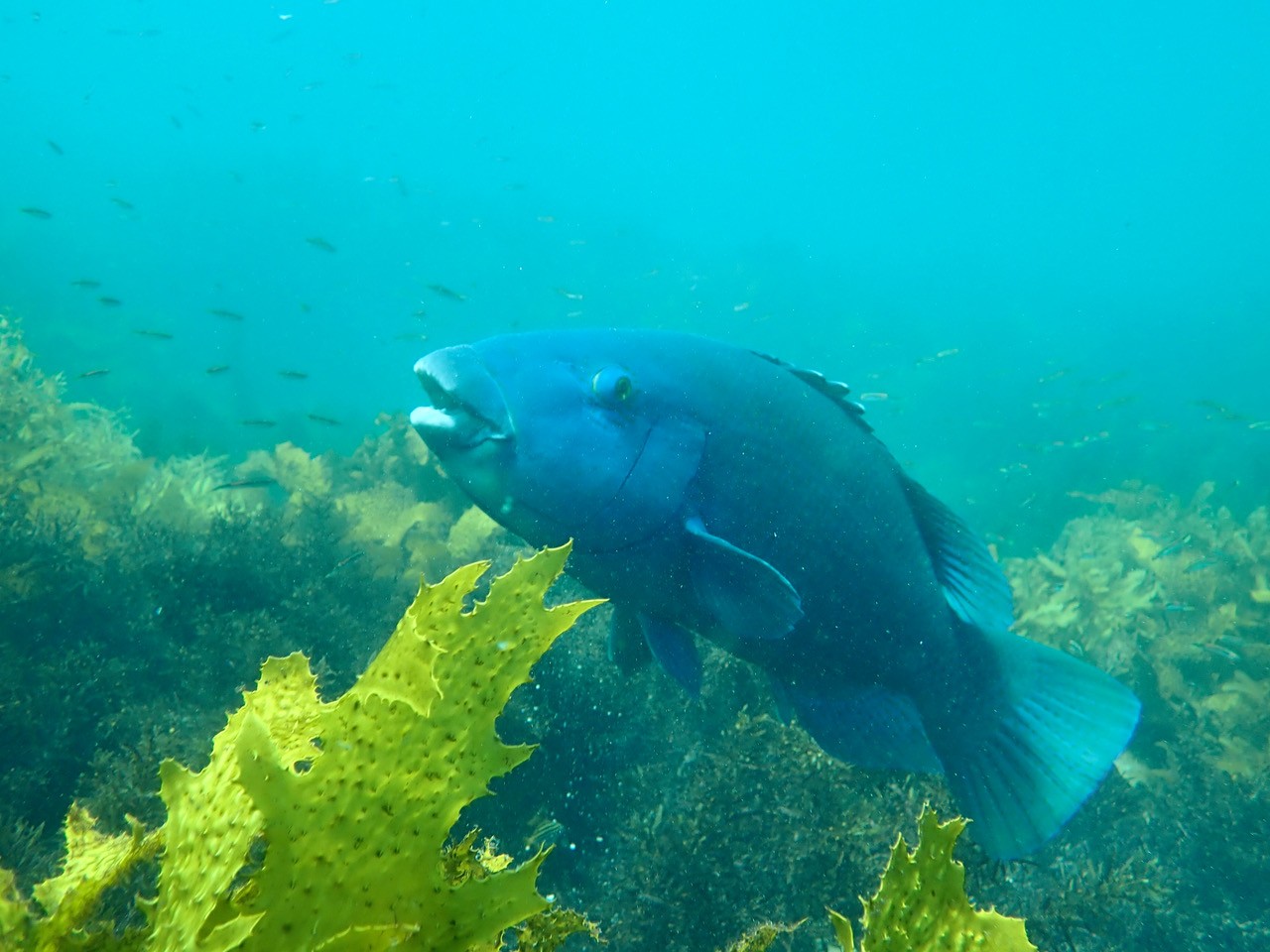 Adult Eastern Blue Groper in a kelp forest.