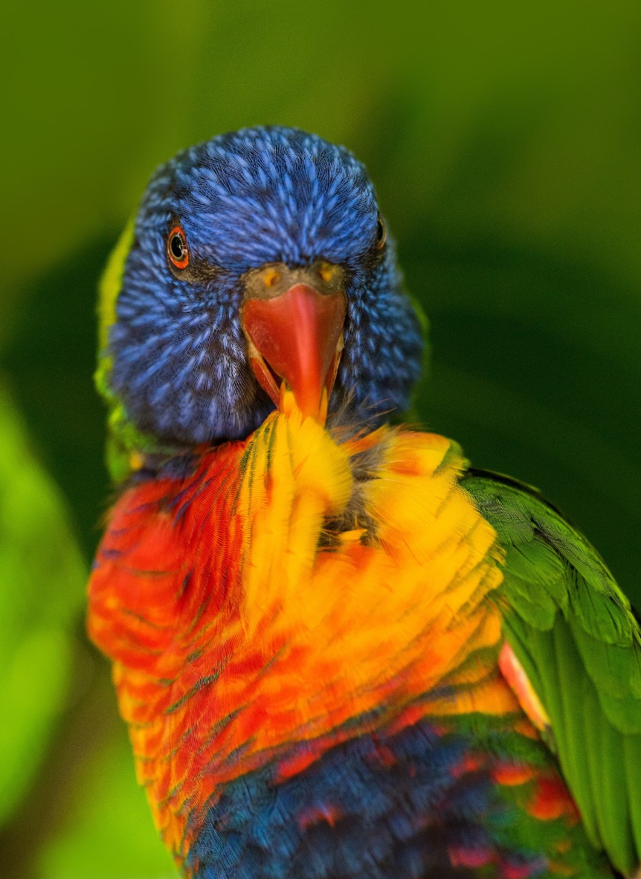 A lorikeet