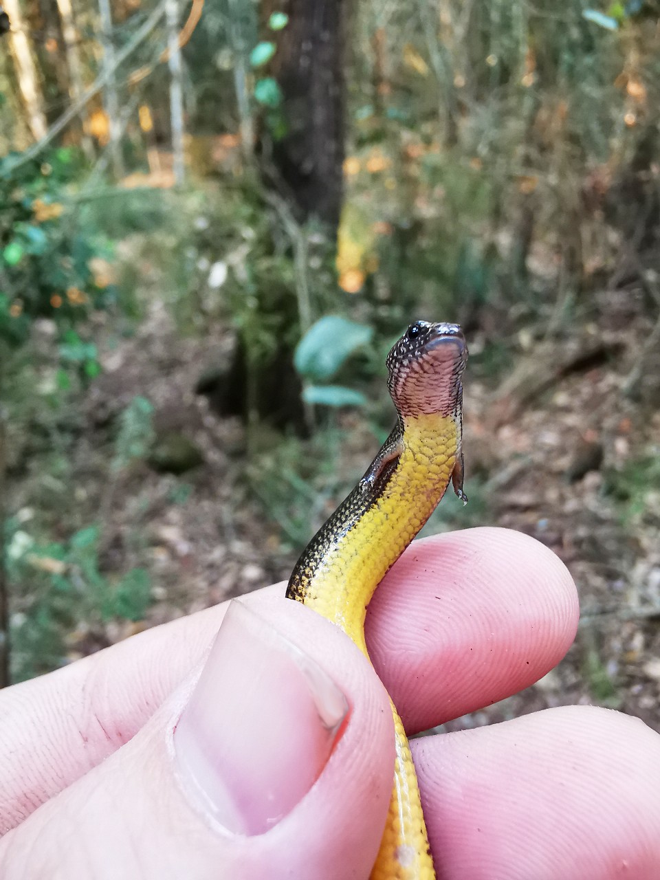 Photo of a lizard called Saiphos equalis. It has a distinctive yellow belly, and a long, slender body, ideal for its underground lifestyle. 