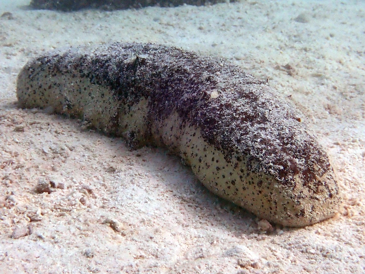 Sea cucumber