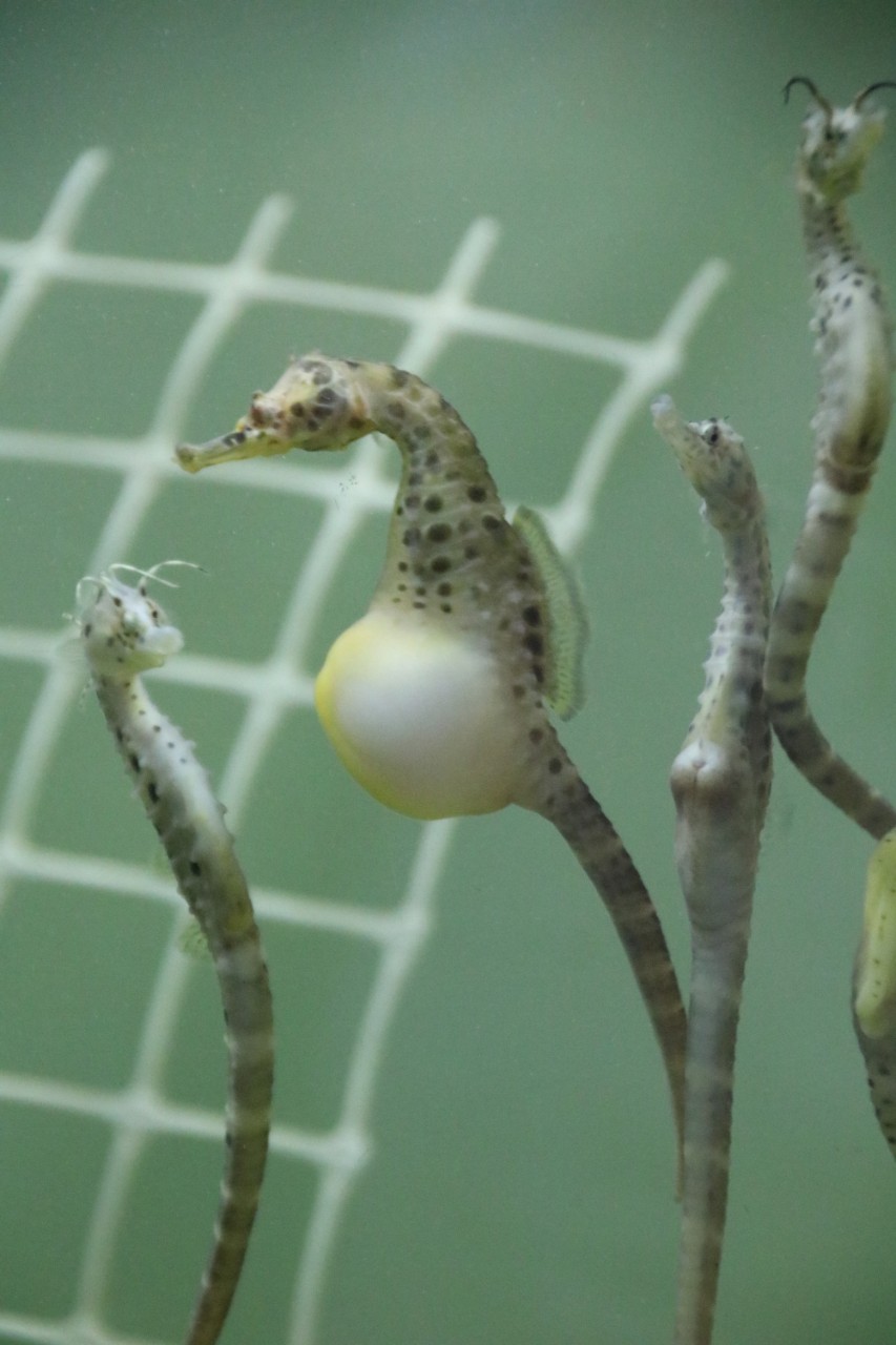 Pregnant-Seahorse