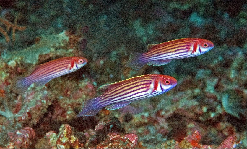 Mutant wrasses swimming.