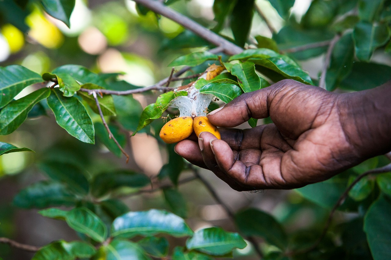 Traditional Aboriginal bush medicine