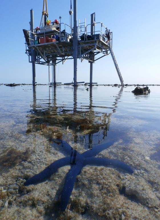 A starfish in the ocean, with an oil rig in the background. 