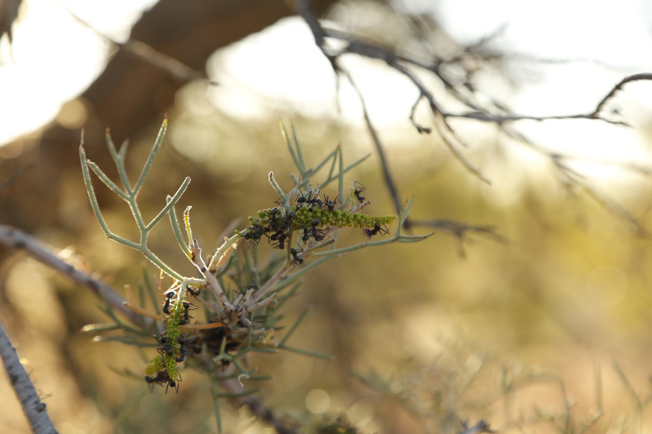Black tyrant ants on a hakea