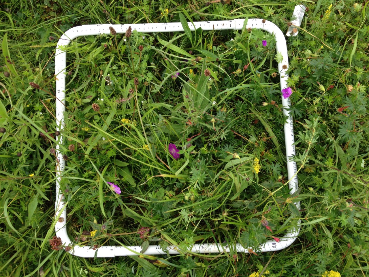 Photo of Plantago from above