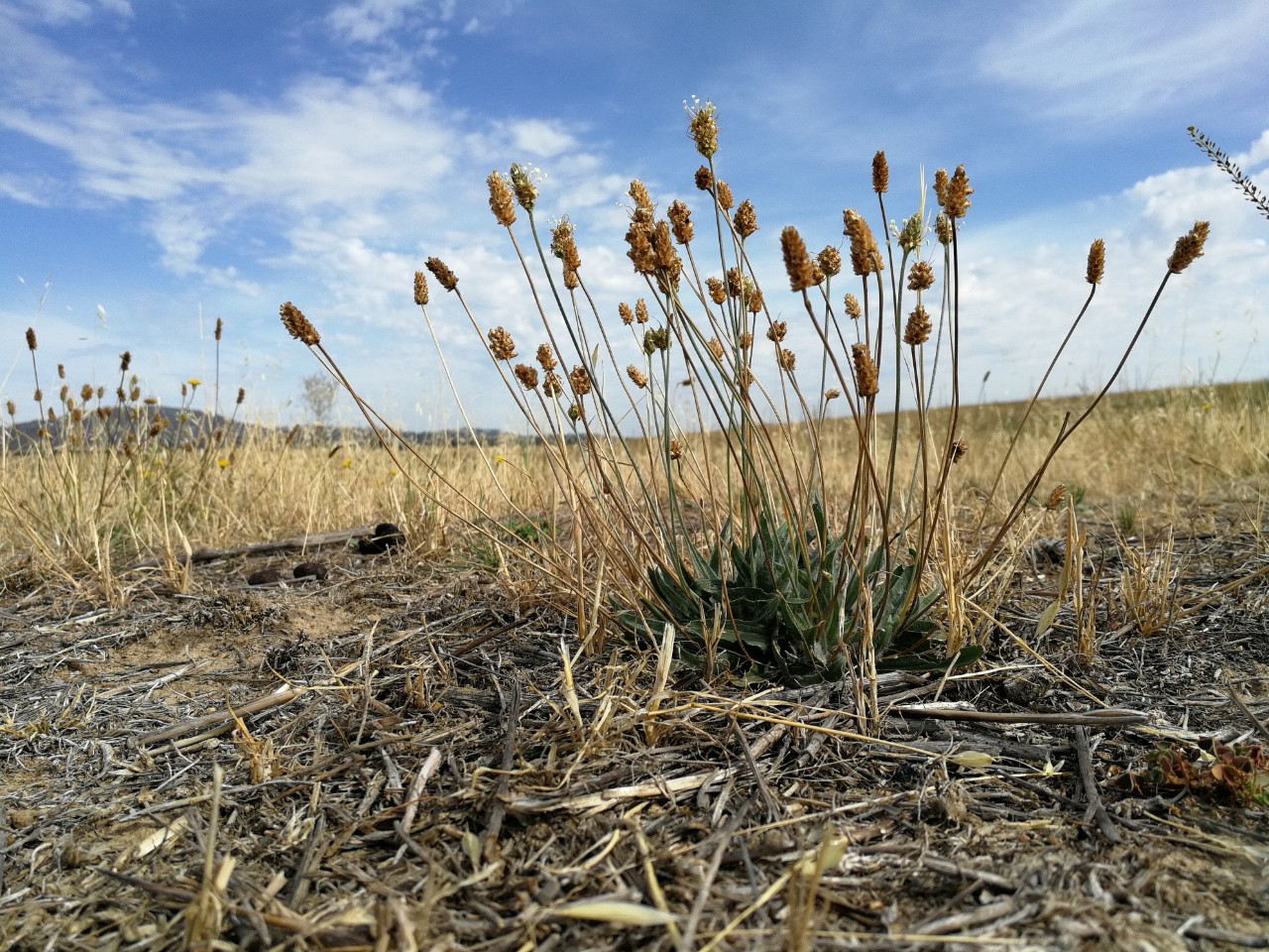 photo of Plantago plant close up