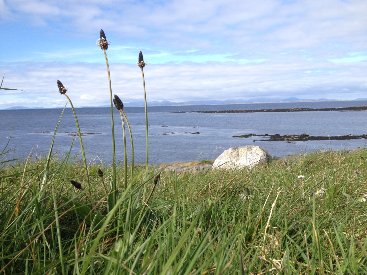 Photo of a humble weed-like plant called Plantago on a cliff overlooking Irish coast