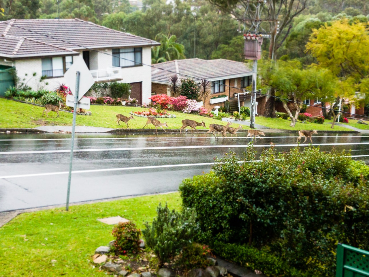Deer crossing the road in a Wollongong street