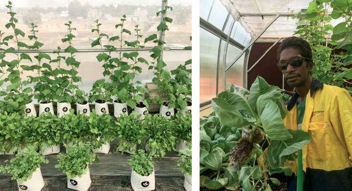 Food Ladder in the Northern Territory and India